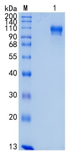 GX00151 Human ECE2