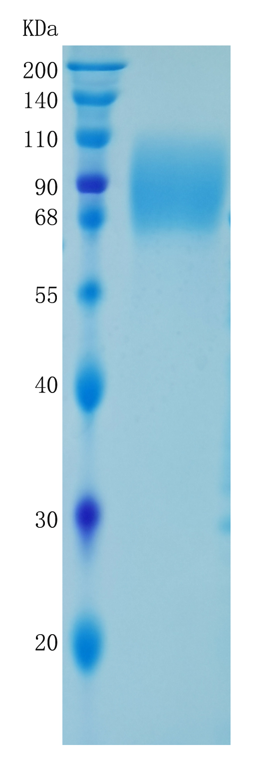 GX00158 Human TAU