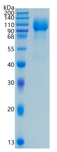 GX00164 Human FGFR1