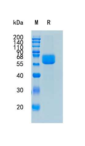 GX00165 Human PSG1