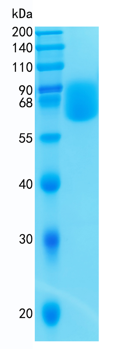 GX00176 Human CD102