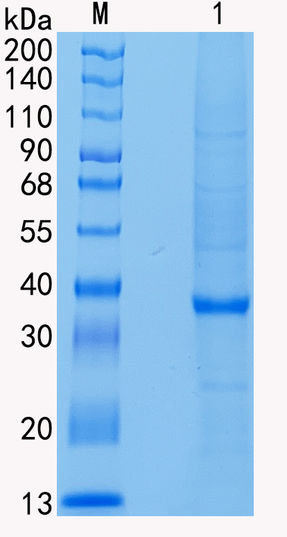 GX00177 Human Tartrate