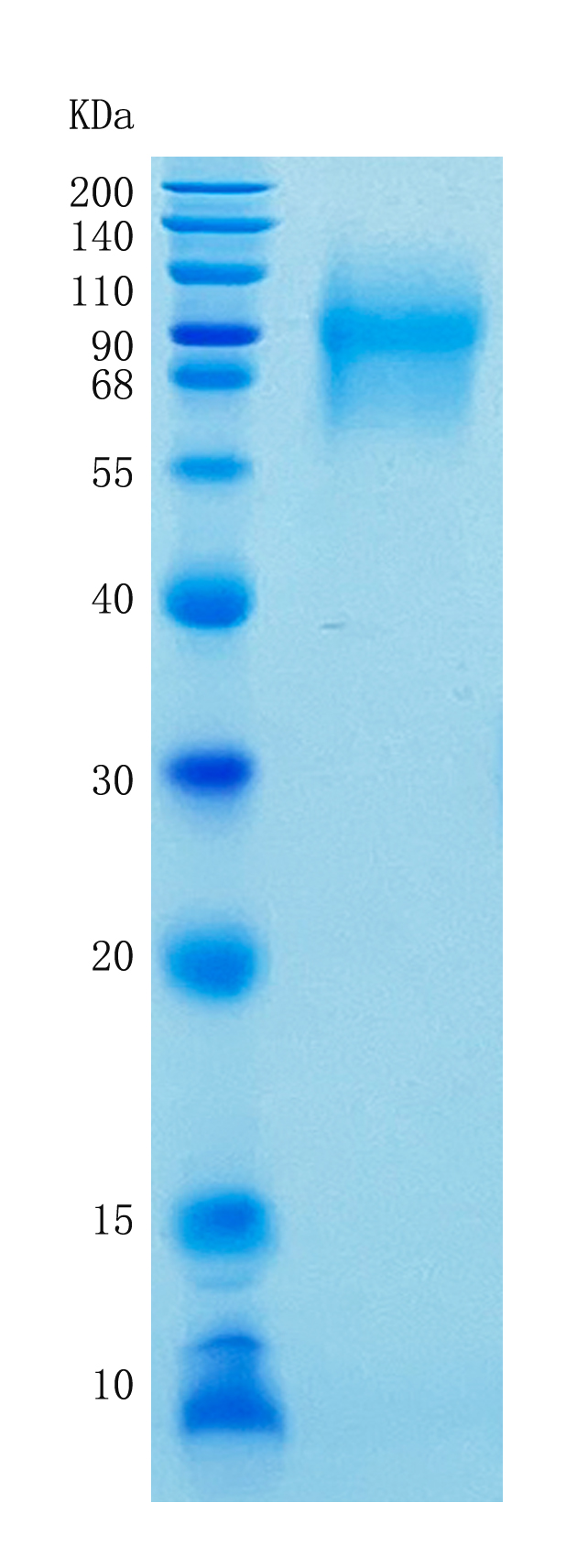 GX00178 Human CD66A