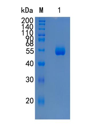 GX00184 Human CPM
