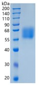 GX00193 Human CD116