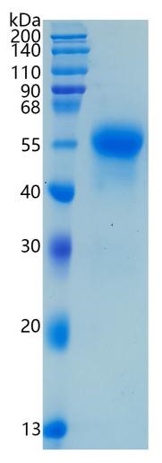 GX00194 Human CD46