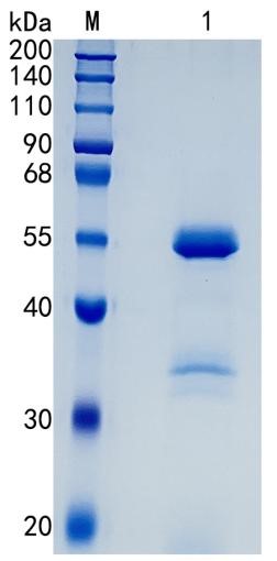 GX00205 Human CPE
