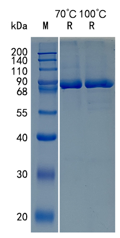 GX00207 Human BPI