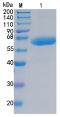 GX00211 Human LBP