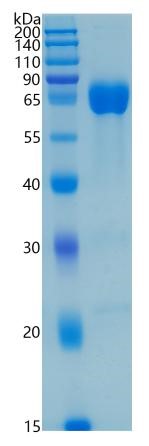 GX00216 Human CD33
