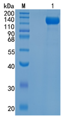 GX00220 Human CD22