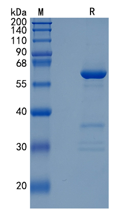 GX00229 Human CD73