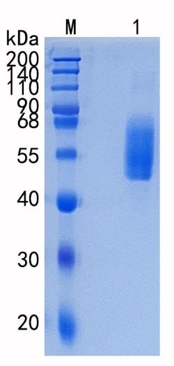 GX00230 Human CD204