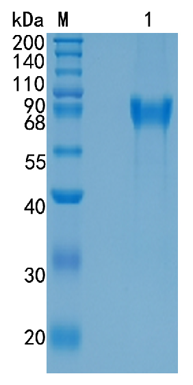 GX00233 Human IBSP