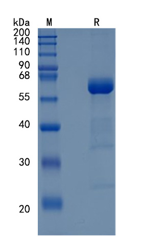 GX00234 Human CD72