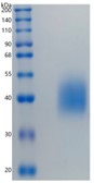 GX00244 Human CD89