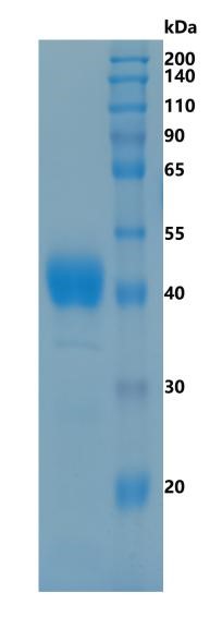 GX00249 Human Zinc-alpha-2-glycoprotein