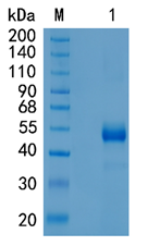 GX00254 Human NKG2C