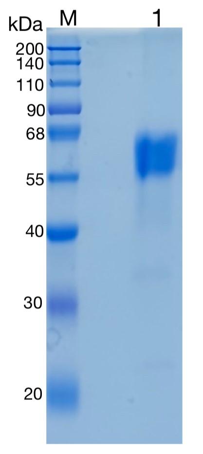 GX00258 Mouse Activin RIIB