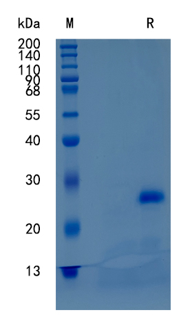 GX00261 Mouse CD40