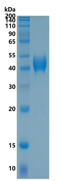 GX00267 Human CD38