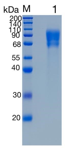 GX00275 Human CD6