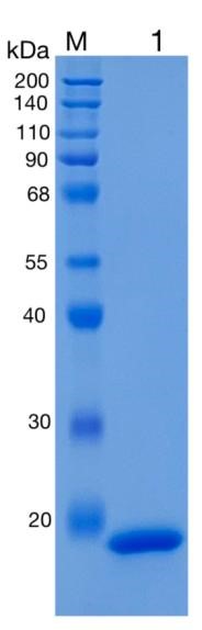 GX00276 Human LCN1