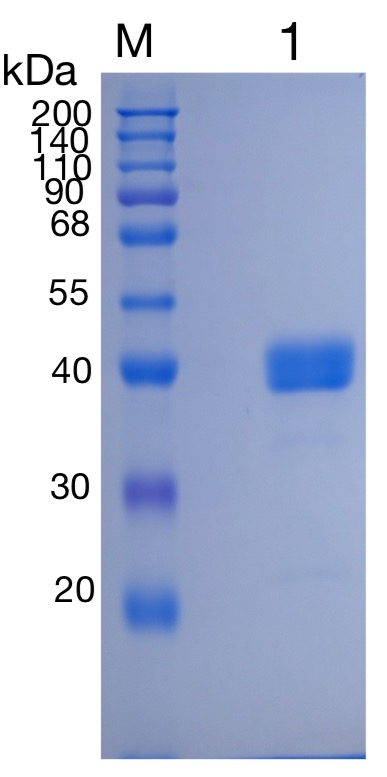 GX00277 Human CD52