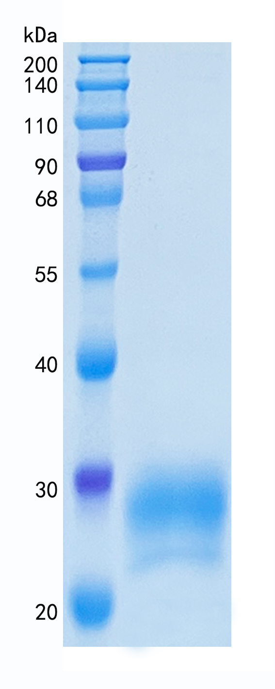 GX00279 Human CD32B