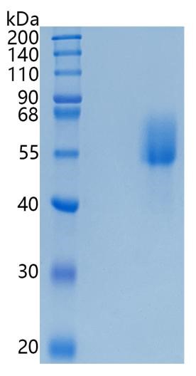 GX00280 Human CD66b