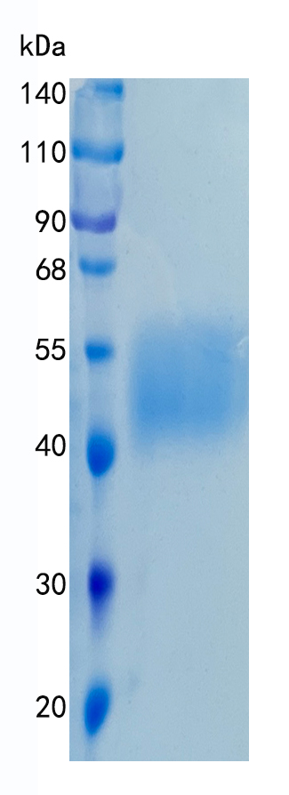 GX00285 Human CD80