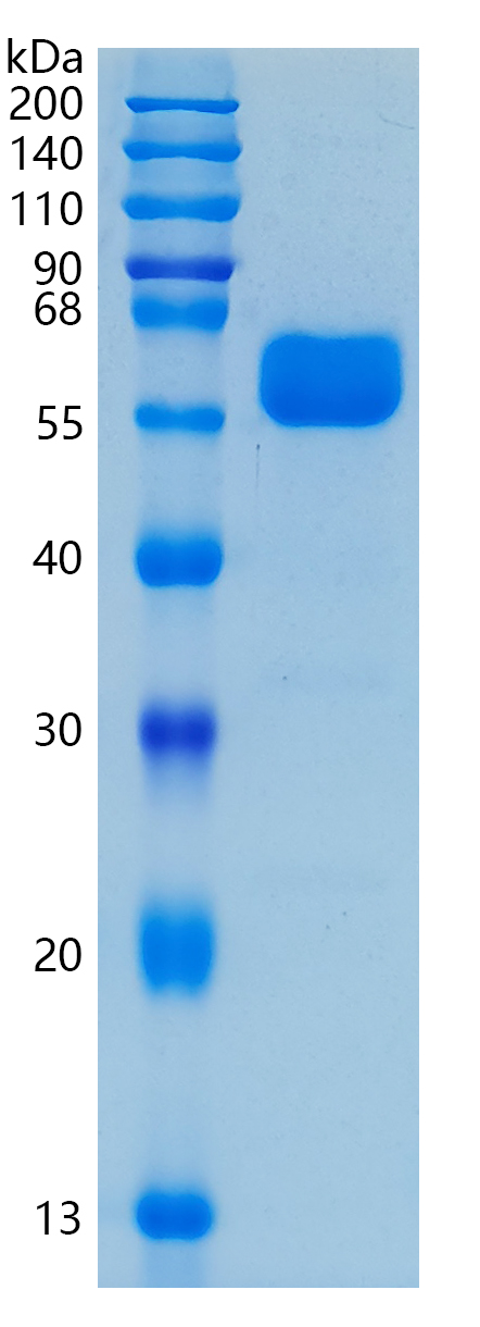 GX00289 Human CD147