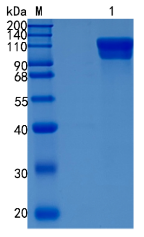 GX00313 Human ECE1