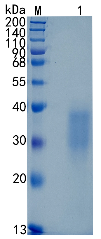 GX00315 Human IL9