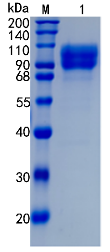 GX00316 Human CD146