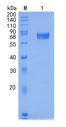 GX00323 Mouse CD134