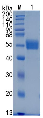 GX00325 Human NPTX2