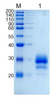 GX00327 Human TFPI2
