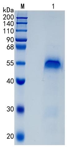 GX00331 Human CCN3