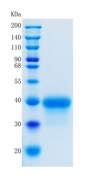 GX00339 Human EFNA3