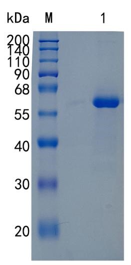 GX00350 Human Junctional Adhesion