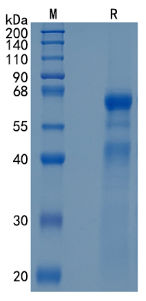 GX00355 Human MS2