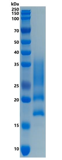 GX00373 Human CD83