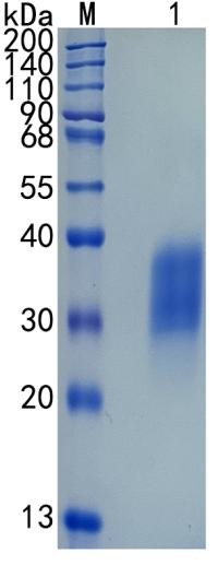 GX00397 Mouse EPO