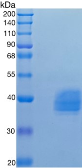 GX00399 Human CD157