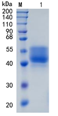 GX00400 Human FSTL1