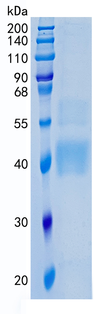 GX00413 Human TGFB1