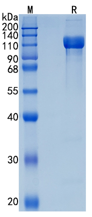 GX00418 Human CD166
