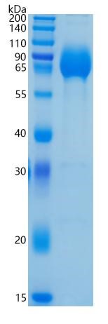 GX00429 Human PVRL1 NECTIN1