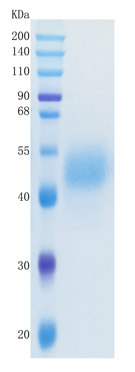 GX00442 Human MICB